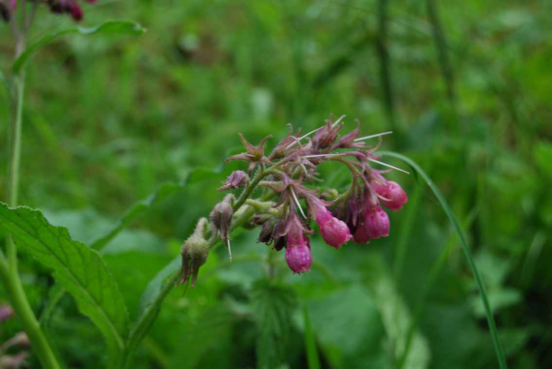 Symphytum officinale / Consolida maggiore